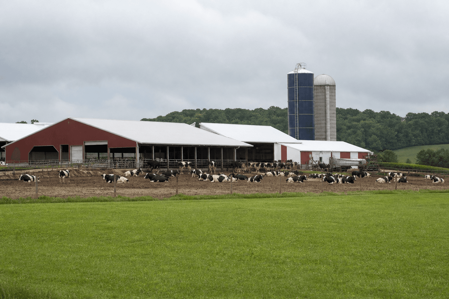 Dairy Herd Expansion cover