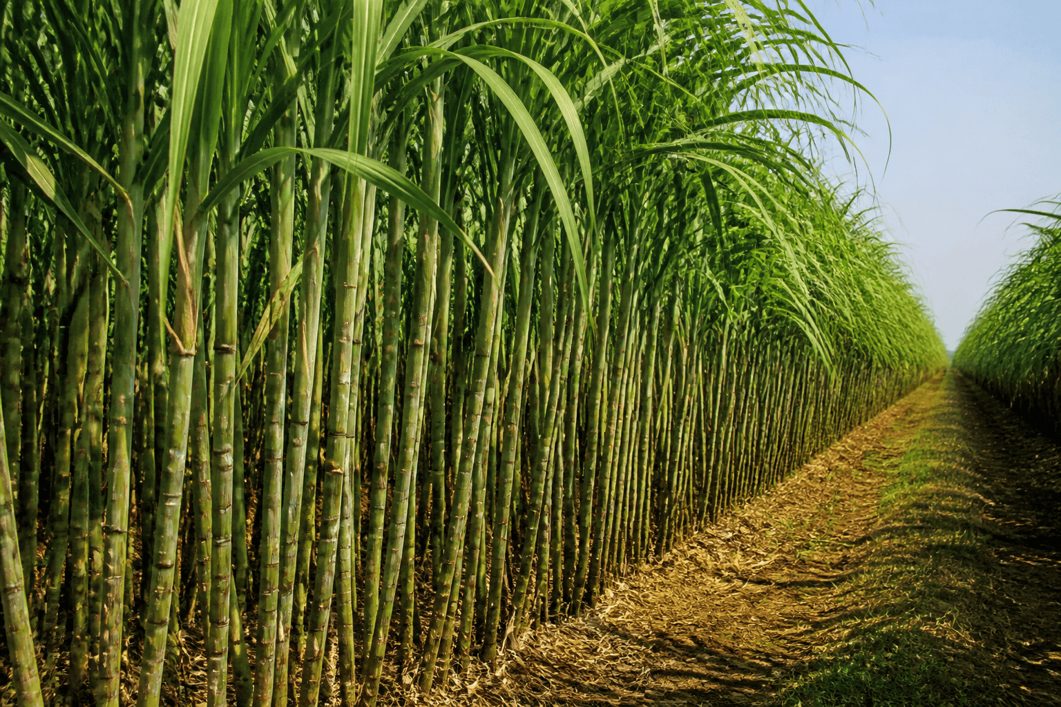 Sugar Production cover