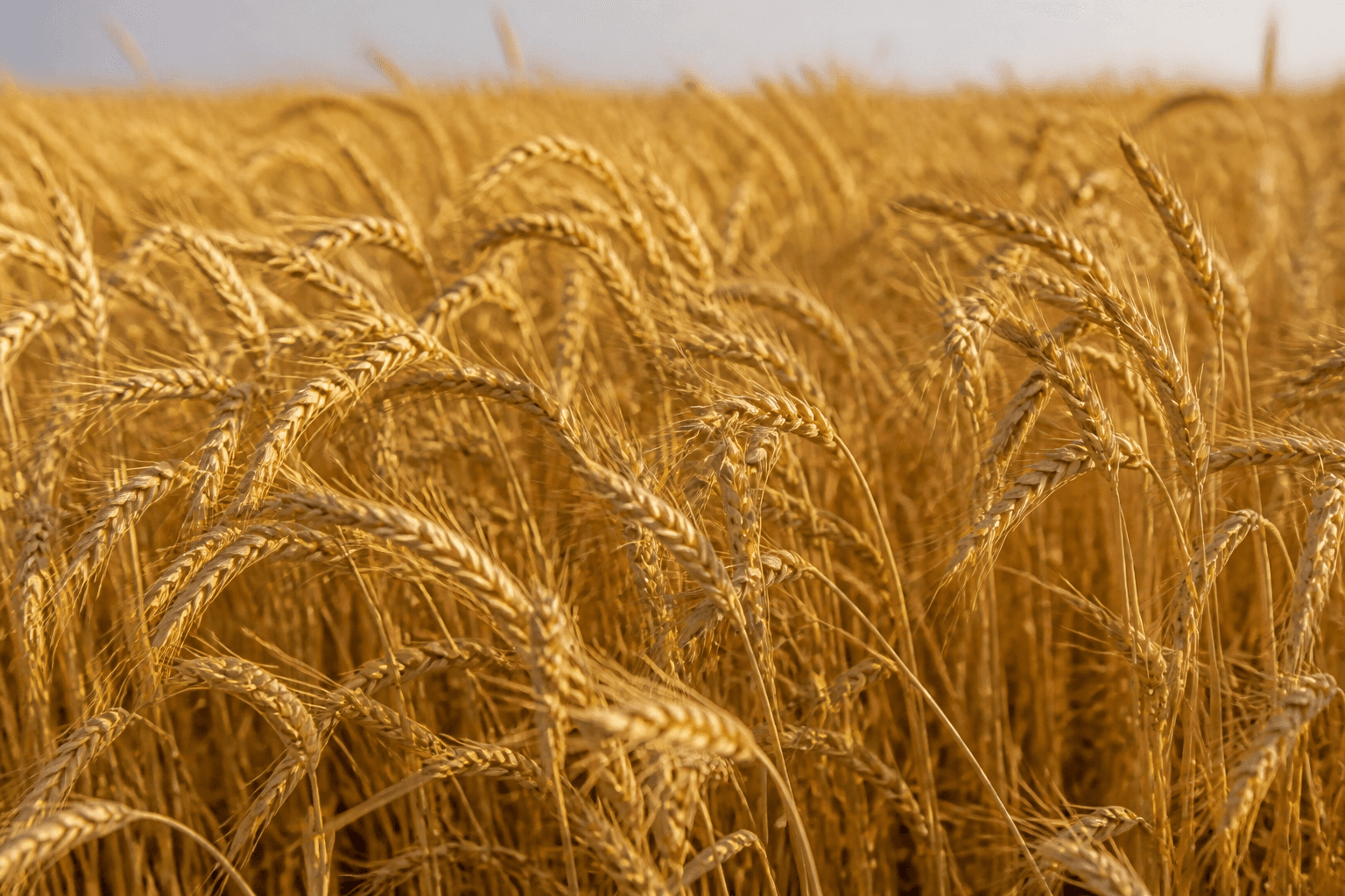 Wheat Production cover