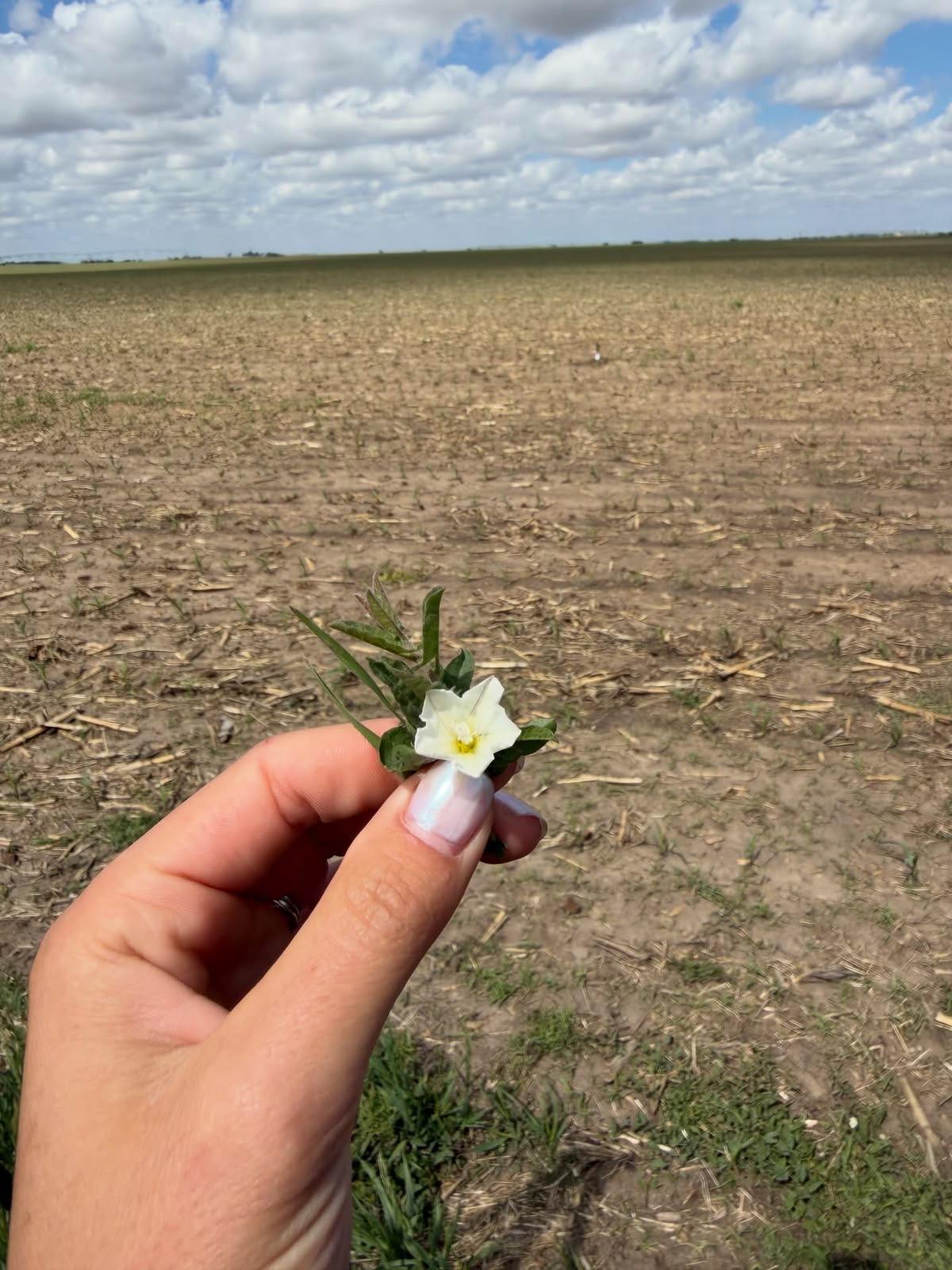 Wildflower over a planted field