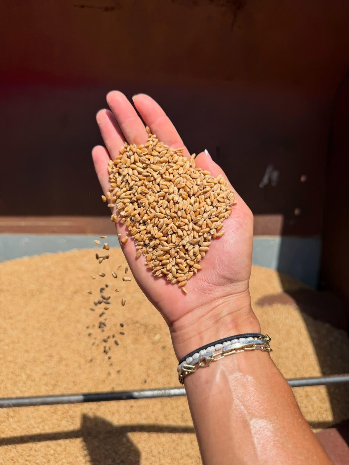 Harvested grain ready for market